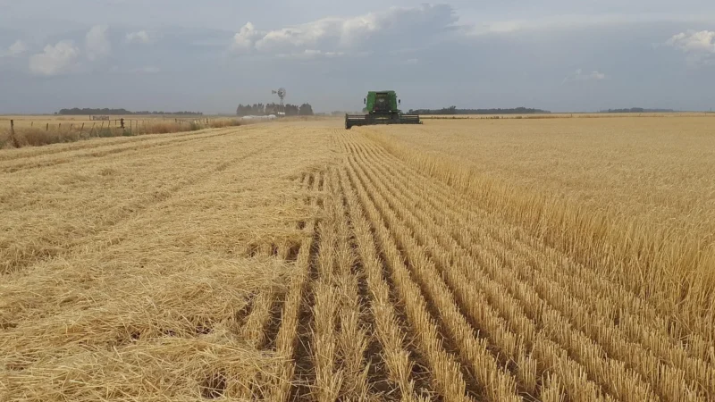 Agro-Wodzisław Sp. Z.O.O. Bio Budyń Bananowy z Jeżynami 38 g – Wodzisław