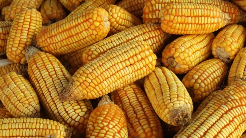 Agro-Wodzisław Vitally Food Kisiel Cytrynowy z Rabarbarem i Witaminą C Bio 38g