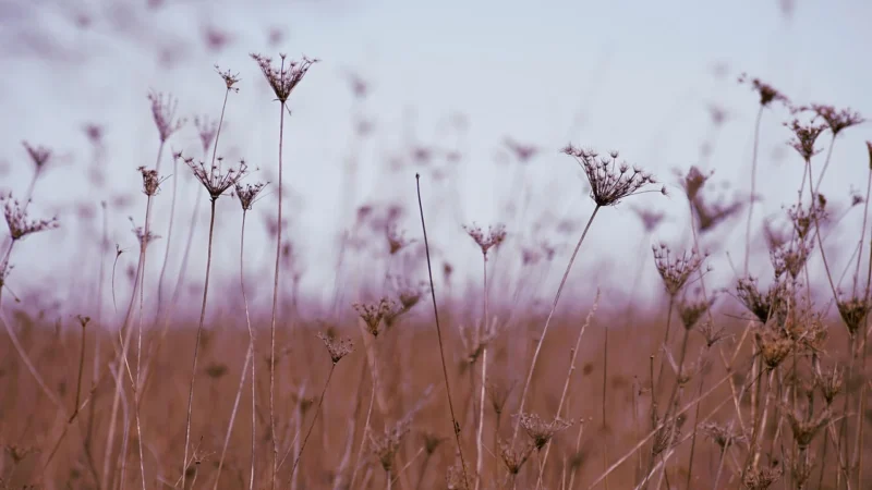 Alnatura Bio Sok Z Marchwi Prosto Z Pola