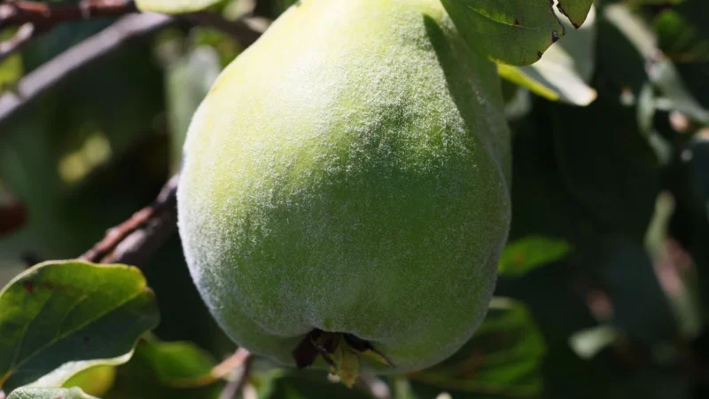 Alnatura Bio Wegański Pasztet Pieczarkowy