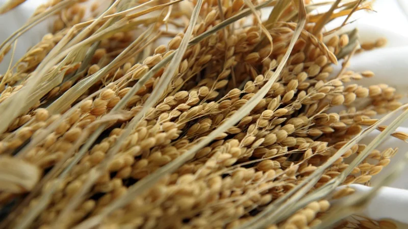 Alnatura Organiczny Chrupiący Ryż Kakaowy