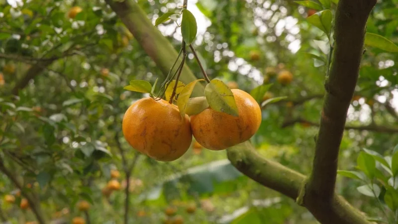 Andros Sok Z Mandarynek Wyciskanych 1L