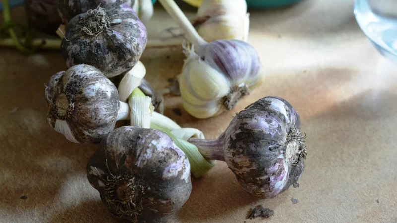 Aromatyczne Przyprawy Czosnek Niedźwiedzi 1Kg