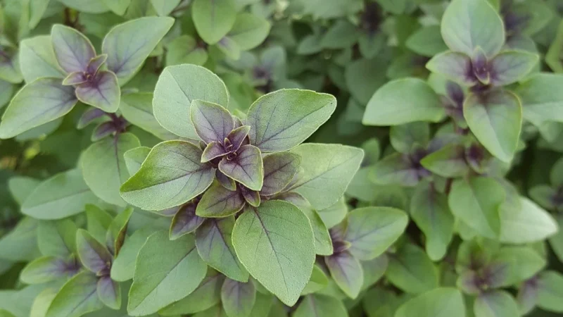 Aromatyczne Przyprawy Przyprawa Do Kiełbasy Podwawelskiej 1Kg