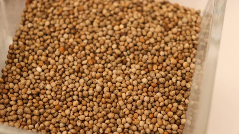Aromatyczne Przyprawy Sezam Czarny 200G