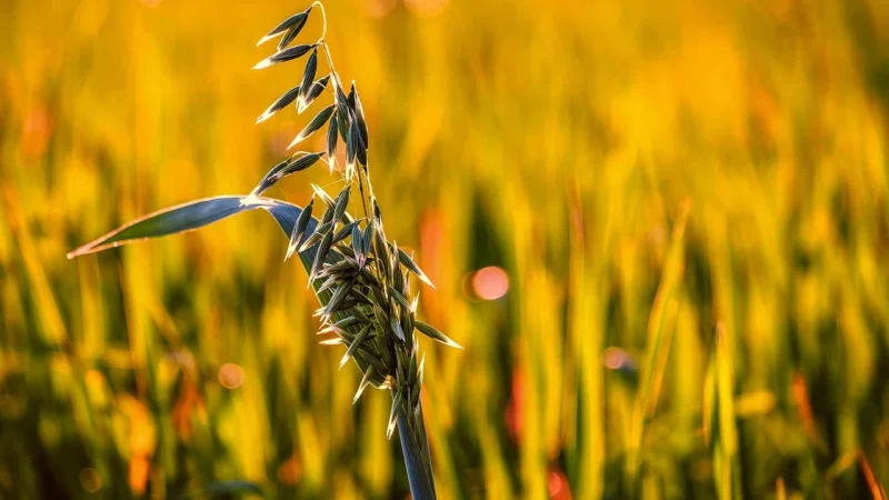 Avena Sól Prowansalska 170G