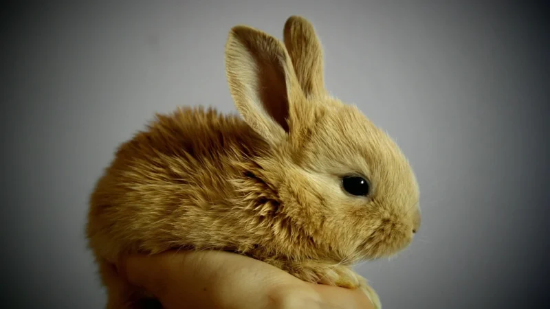 BABY ZDRÓJ – WODA GAZOWANA O SMAKU RUMIANKU BIO 1L