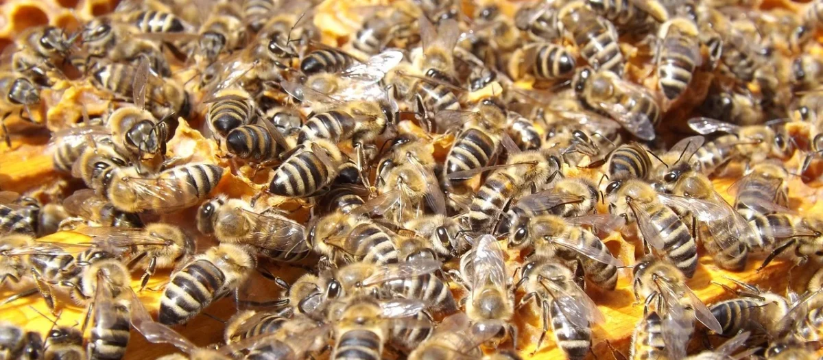 Bartpol Miód z przewagą Spadzi Liściastej 1000g