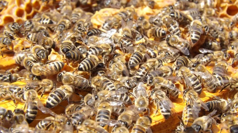 Bartpol Miód z przewagą Spadzi Liściastej 1000g