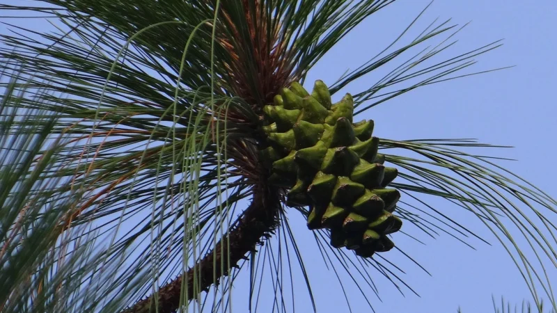 Big Nature Sól Himalajska Różowa Drobna 600G