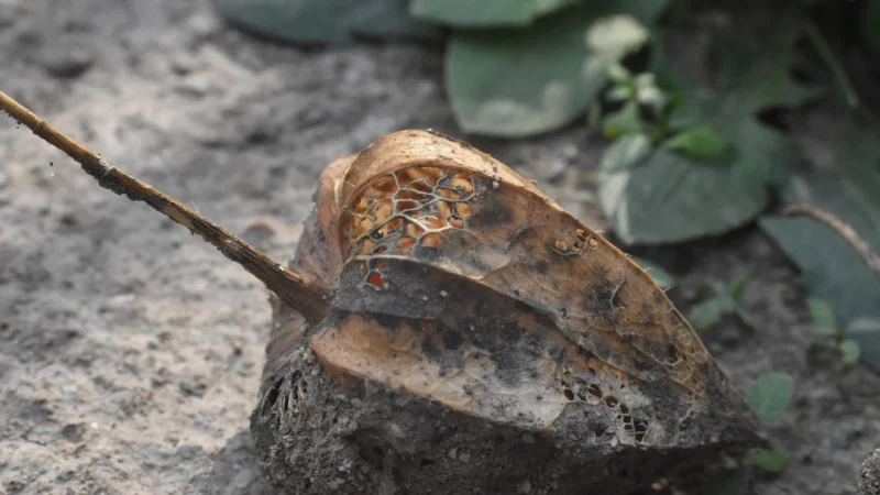 Bio Planet Żurawina Słodzona Cukrem Trzcinowym 100