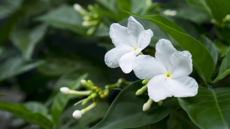 Blend Tea – Jasmine Dragon Pearl – Herbata 15 Torebek