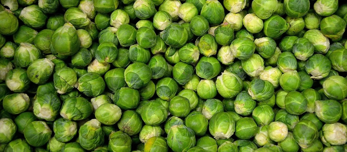 BRUKSELKA ŚWIEŻA BIO (POLSKA) (około 0,50 kg)