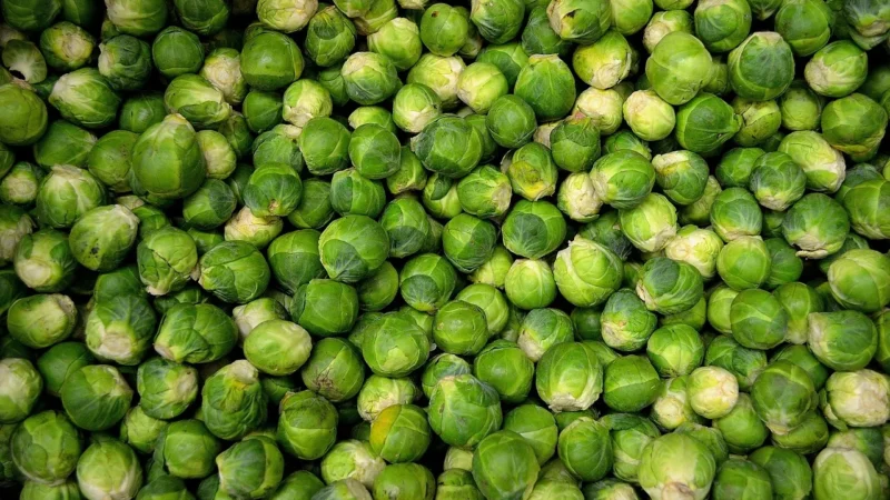 BRUKSELKA ŚWIEŻA BIO (POLSKA) (około 0,50 kg)