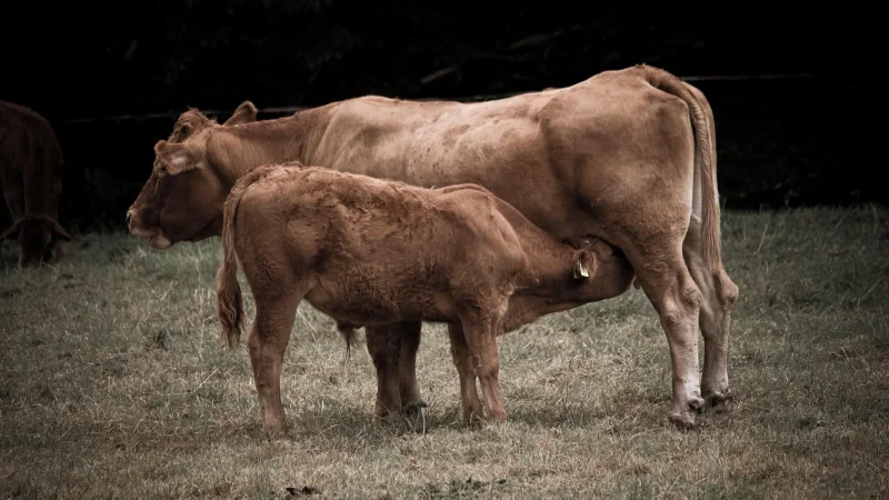 Bulion wołowy w kostkach bezglutenowy BIO 66 g EkoWital