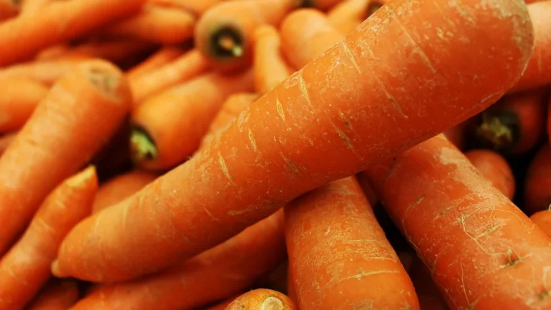 Carlota Organic Potrawka z Ciecierzycą i Algami Kombu 720g –