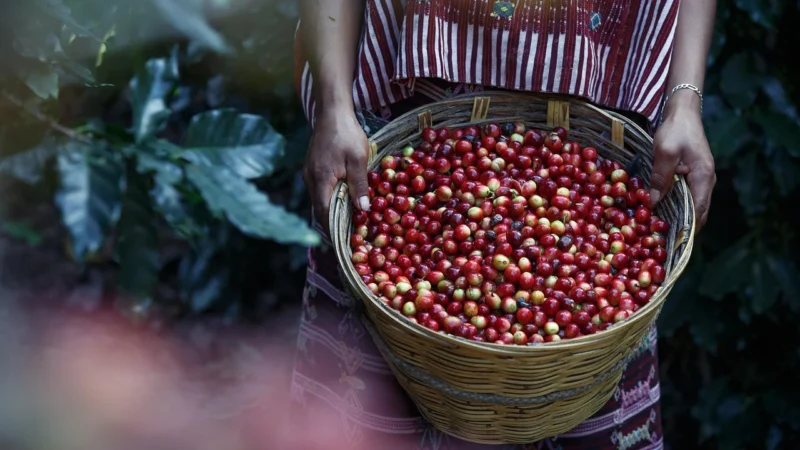 Dary Natury Kawa Ziołowo Zbożowa 200G Tuba Bio