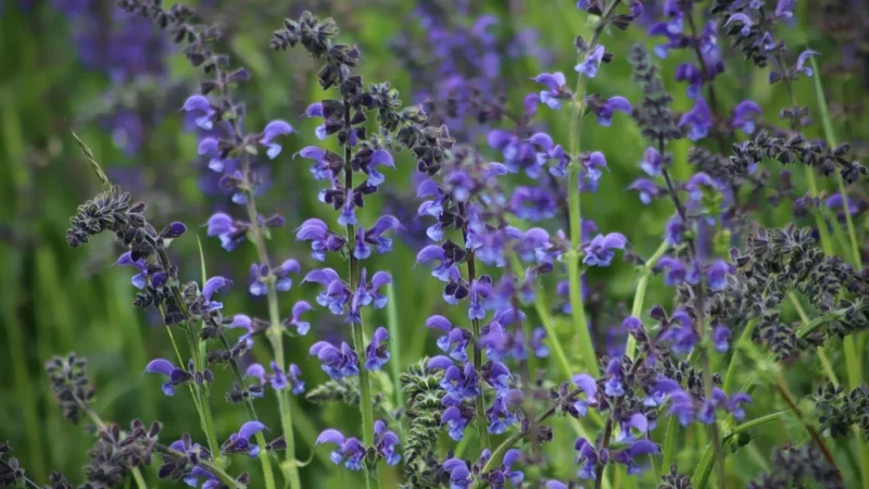 Deesis 3 x Biała Szałwia Pęczek 15-20 g Salvia Apiana