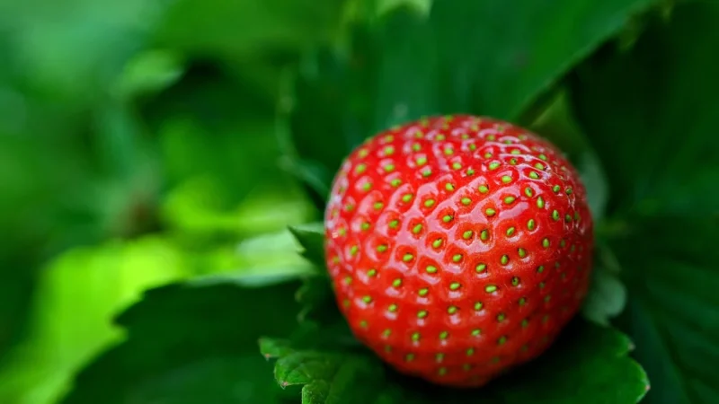 Dijo Sos Truskawkowy 1kg