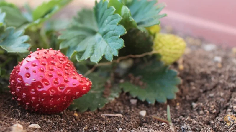 Dilmah Strawberry 25 Torebek