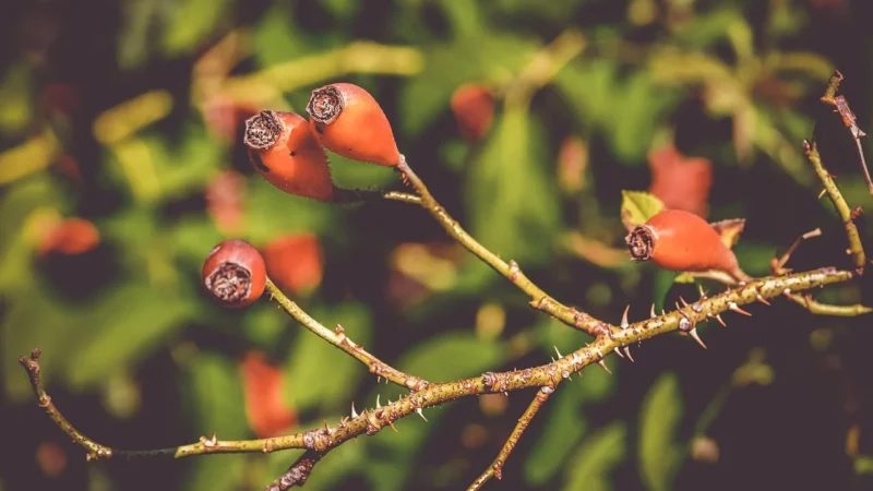 Doz Zielnik Dzika Róża, Herbatka Owocowa Z Hibiskusem, 30 Sasz.
