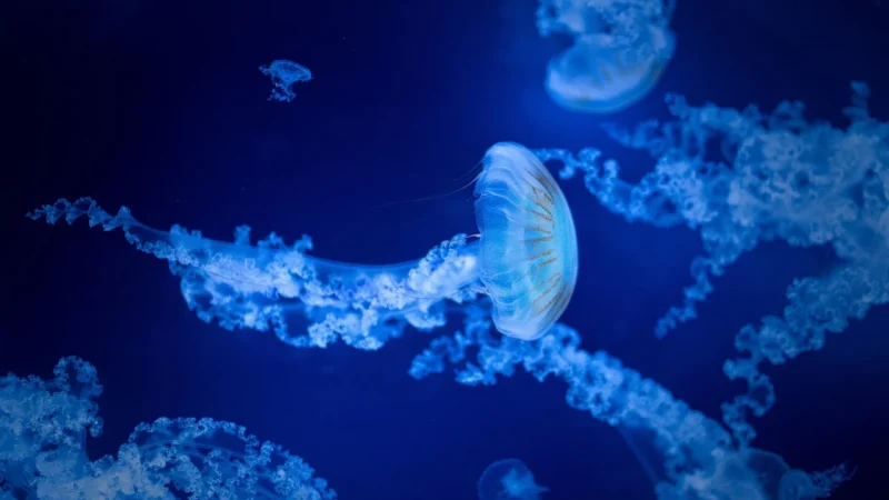 Eden 114 114 Aqua In-Out podmiana wody