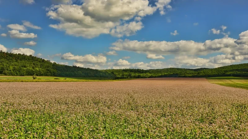 Ekologiczne Płatki Gryczane Bez Glutenu Beorganic