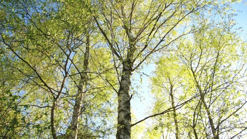 Ekowital Sok Z Brzozy Bio 1 L