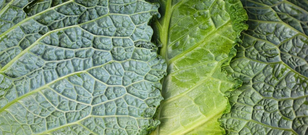 Farma Świetokrzyska Kapusta Kiszona Bio 980G