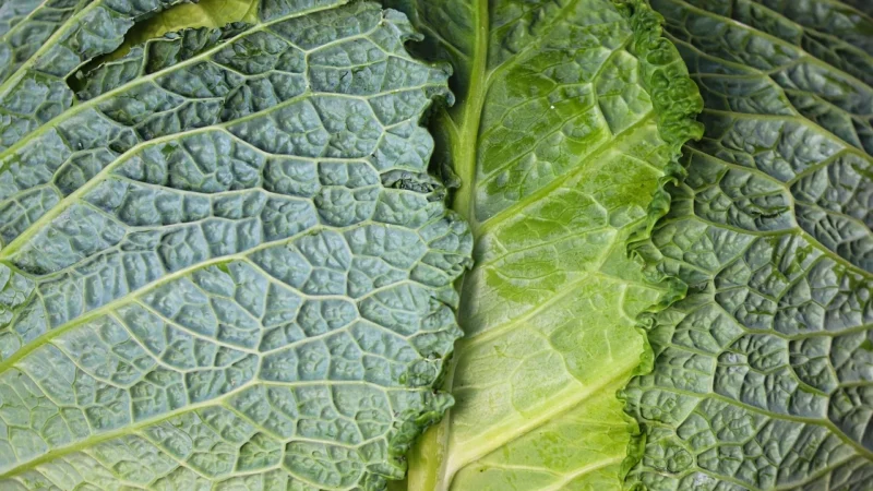 Farma Świetokrzyska Kapusta Kiszona Bio 980G