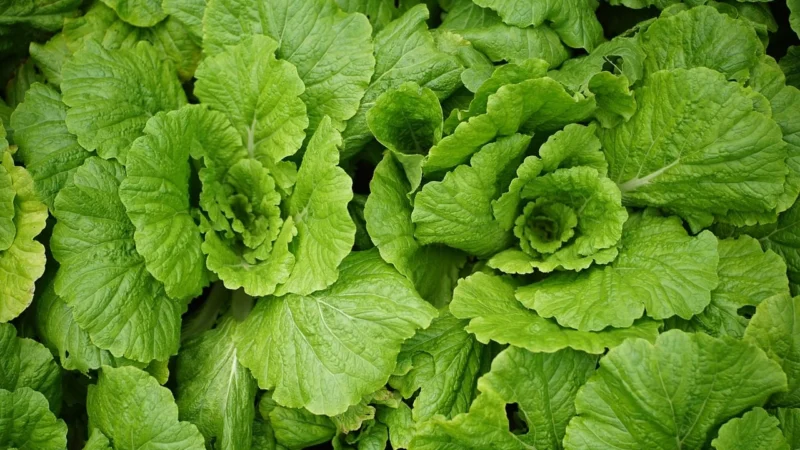 Farma Świętokrzyska Kapusta Kiszona Z Marchewką Bio 430G