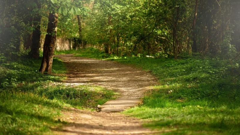 Forest Vitamin – Różeniec Górski 600Mg 100kaps.