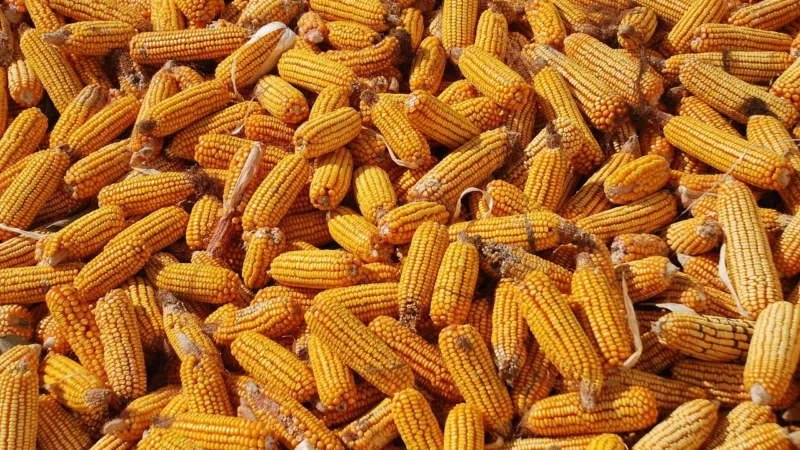 Glutenex Chrupki kukurydziane w czekoladzie bez dodatku cukru