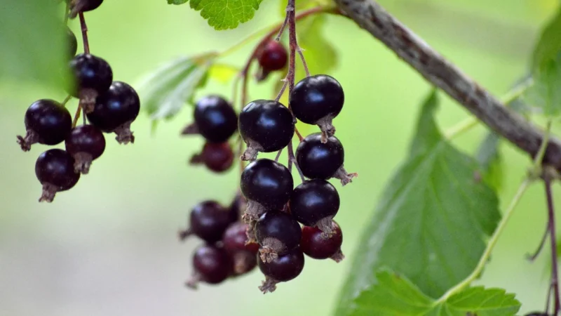 Grizly Czarne Jagody Leśne Suszone 500G