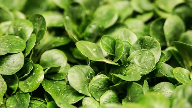 Grizly Mąka Kukurydziana Mielona Bio 1Kg