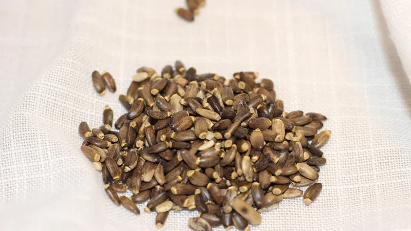 Grizly Ostropest plamisty zmiażdżony BIO 500 g