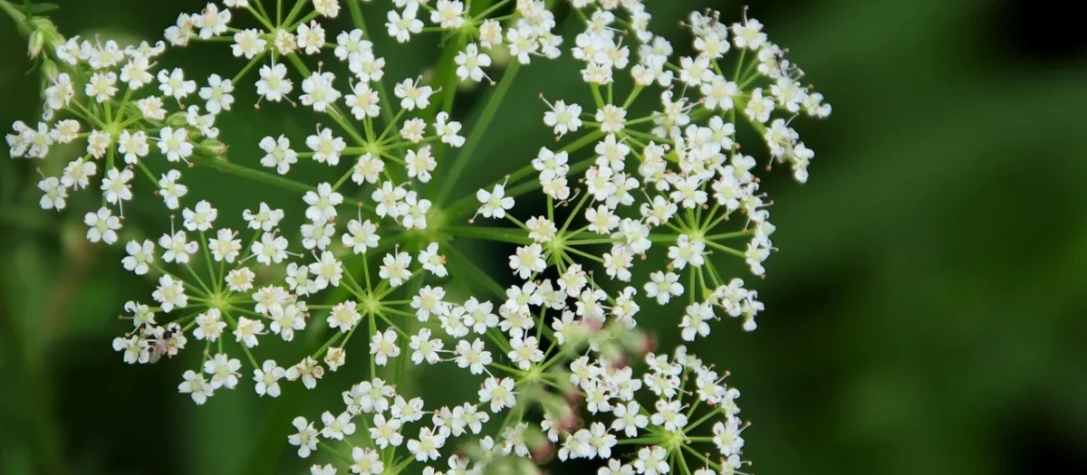 Gymbeam Bacopa Monnieri 90 Kaps