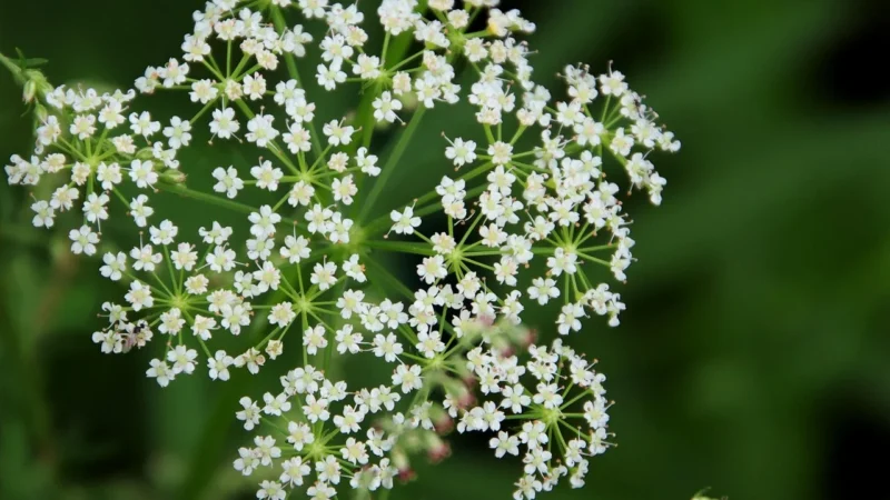 Gymbeam Bacopa Monnieri 90 Kaps