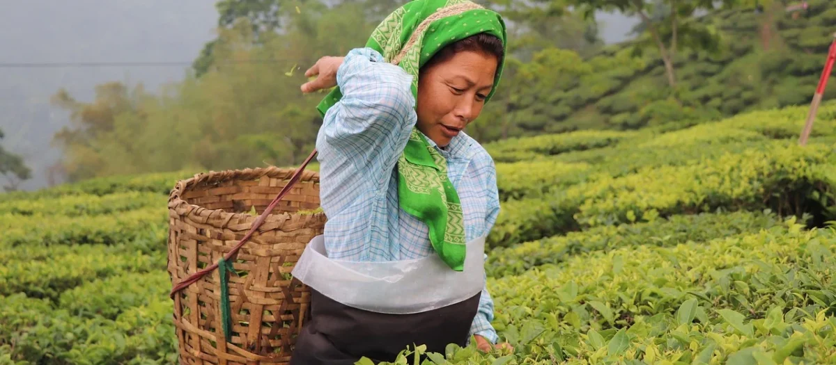 Herbata darjeeling himalayan tofik 1kg