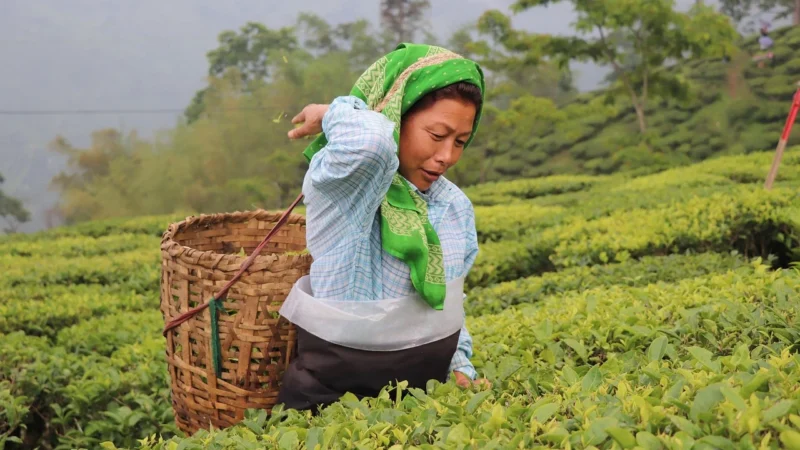 Herbata darjeeling himalayan tofik 1kg