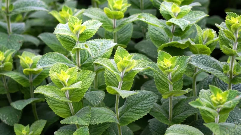 Herbata zielona z miętą 100 g, Natura Wita