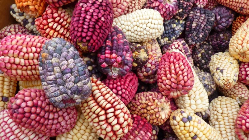 Honig Wurzinger 4 Odmiany Miodu – Zestaw