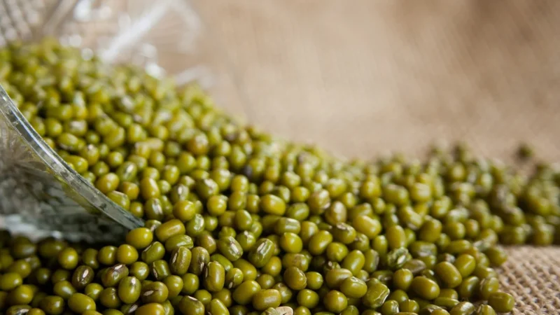 Horeca Fasolka mung Bio 5kg Horeca