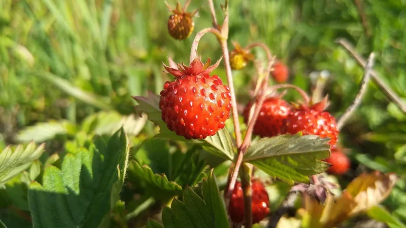 Jagoda leśna suszona (Borówka czarna) 50 g