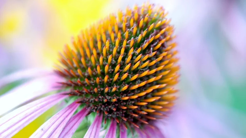Jeżówka purpurowa ziele 50 g NATURA WITA