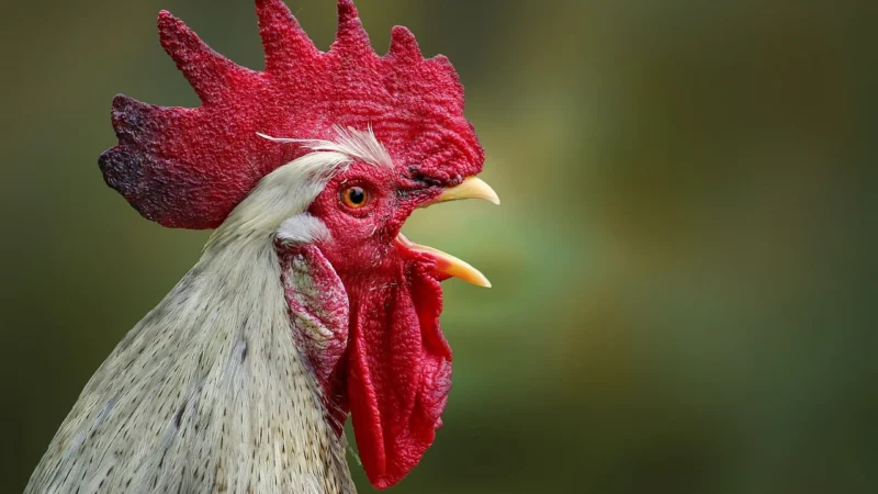 Joyfood Proporcja Kurczak W Sosie Śródziemnomorskim Z Kaszą Bulgur I Warzywami 300G