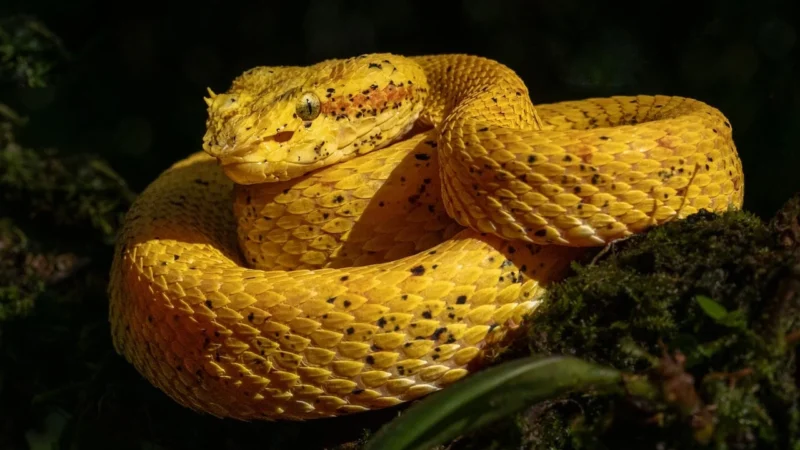 Kakaowiec łuska mielona susz 250g NATURA WITA