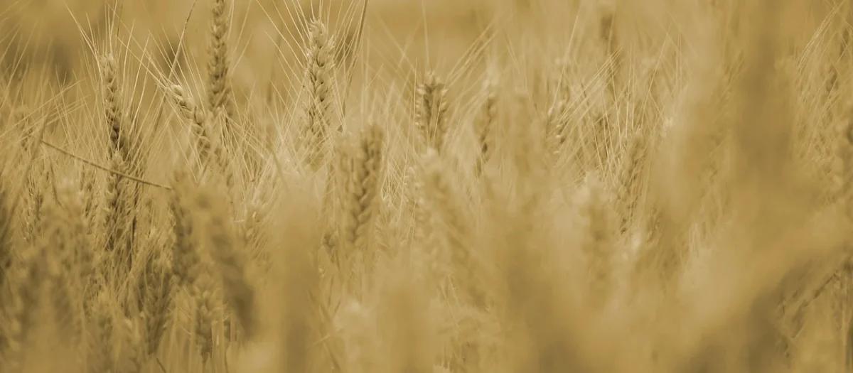 KASZKA 4 ZBOŻA BIO 200 g – HELPA