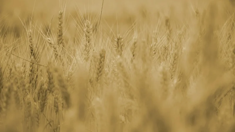 KASZKA 4 ZBOŻA BIO 200 g – HELPA