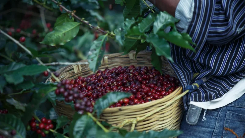 Kawa Marila Cafe Intensa 500G